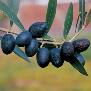 arbequina-olive-tree arbequina-olive-tree