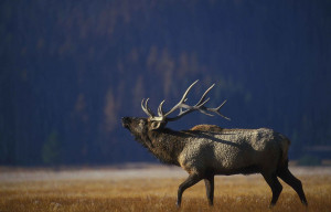 By Bauer, Erwin and Peggy, U.S. Fish and Wildlife Service - http://www.public-domain-image.com/public-domain-images-pictures-free-stock-photos/fauna-animals-public-domain-images-pictures/deers-public-domain-images-pictures/moose-and-elk-public-domain-imag Bull Elk Bugling in Yellowstone National Park