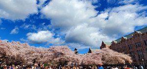 Cherry Blossoms at UW 2024 Cherry Blossoms at UW 2024