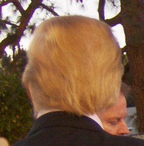 photo by Joe Shlabotnik via wikimedia commons Donald Trump's hair from behind