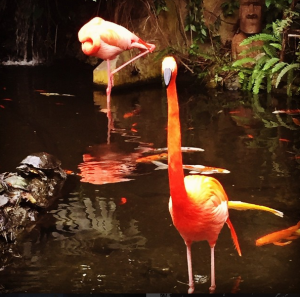 Flamingo Flamingo