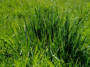 We Mostly Eat Grass Close up on a meadow showing some of the different species of grass that comprise it