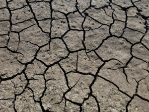 Johnson Creek dessication structures A close up of a drying pond bed with dessication structures called shrinkage cracks creating open polygons of mud surrounded by gap