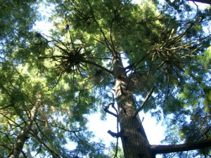 Mother tree - Short Sands, OR Mother tree - Short Sands, OR