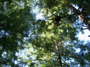 Trees!!!!! Trees!!!!!
