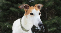 rescued greyhound Brooklyn rescued greyhound Brooklyn