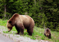 Mother Grizzly & Cub Mother Grizzly & Cub